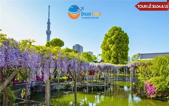 [HCM] Tour Nhật Bản Thiết Kế Lễ 30/4 Mùa Hoa Tử Đằng